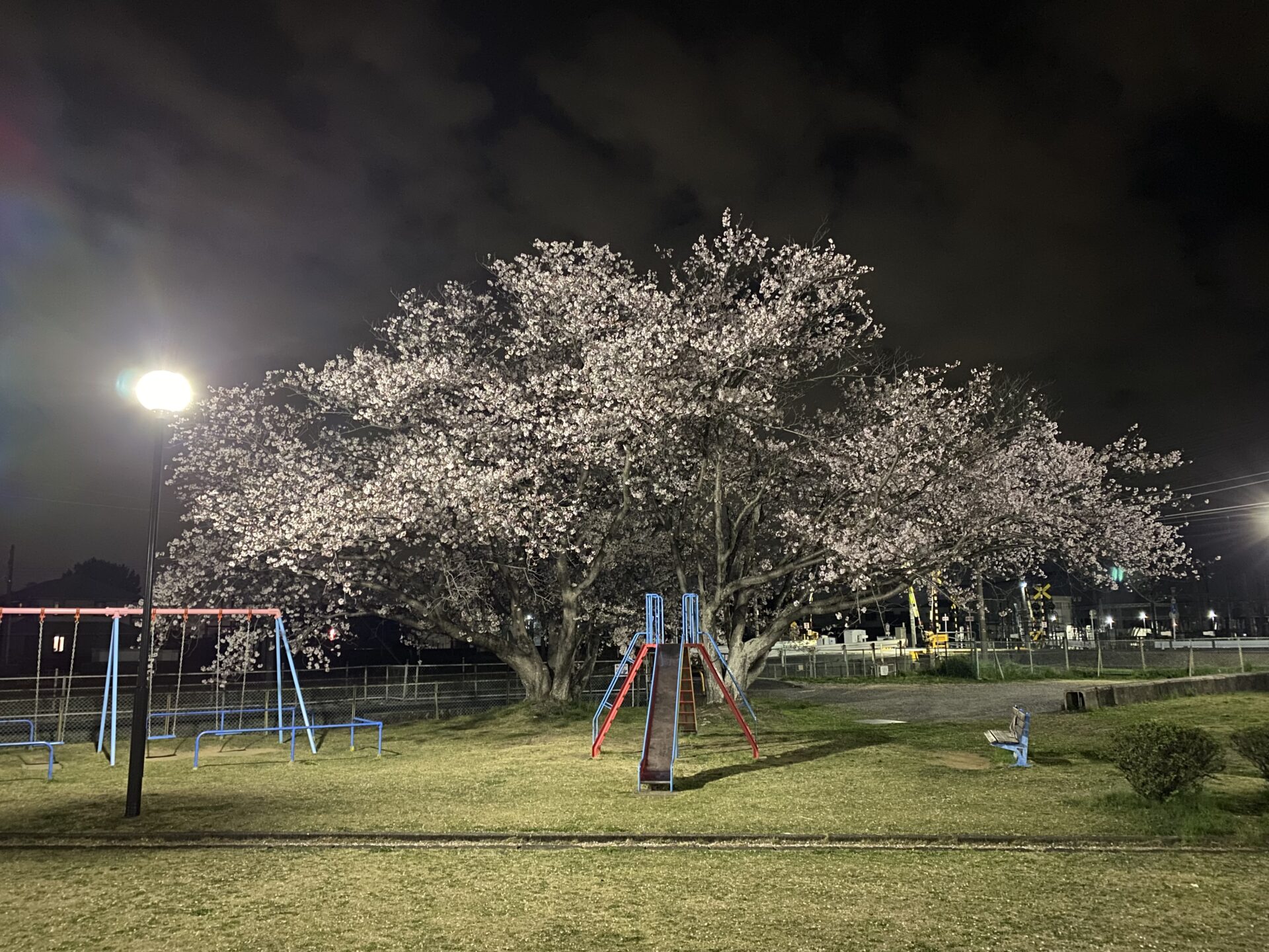 今年も桜が綺麗でした♪＠磐田市海老塚公園