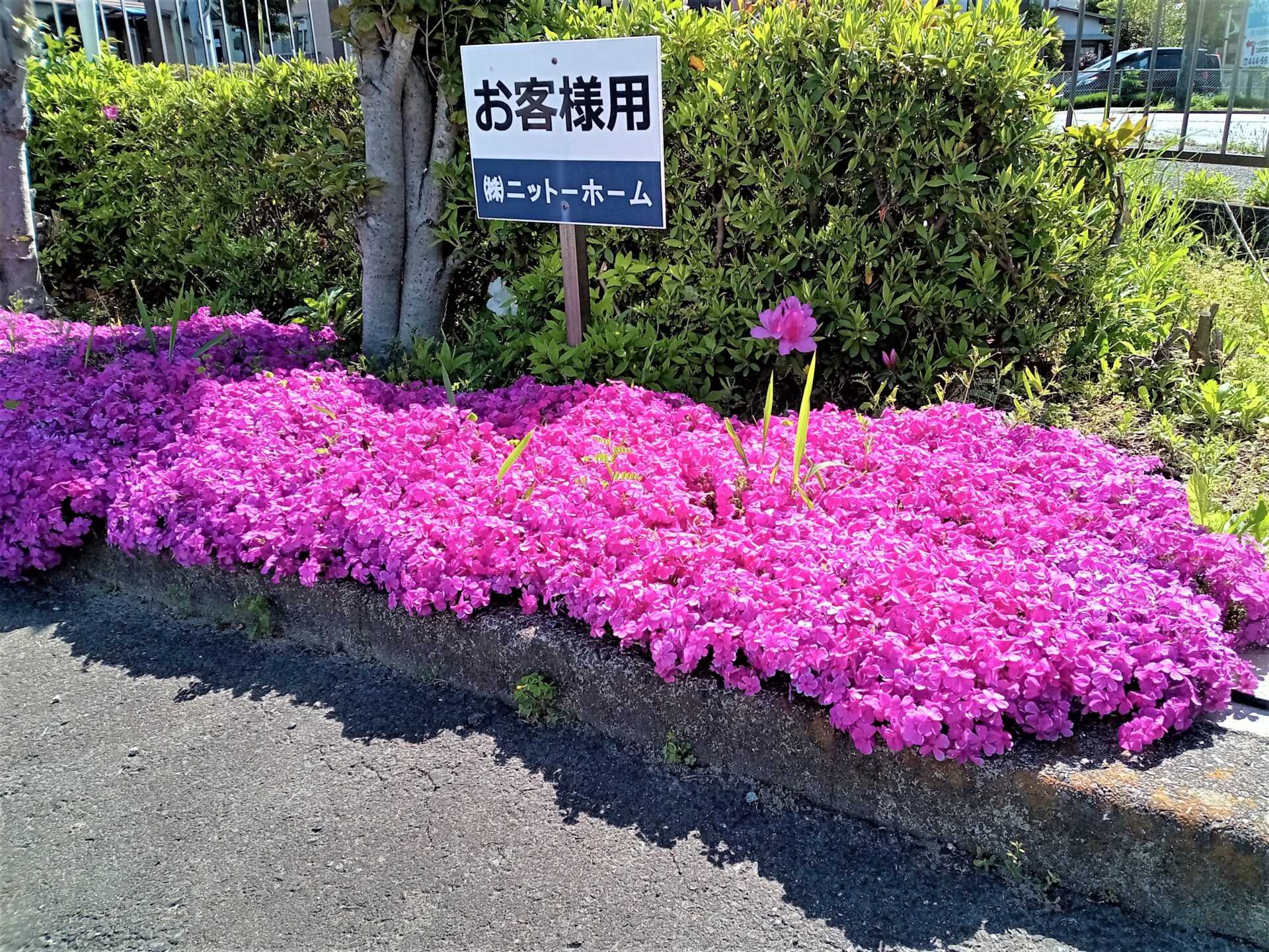 駐車場の芝桜が今年も綺麗に咲きました@浜松市工務店