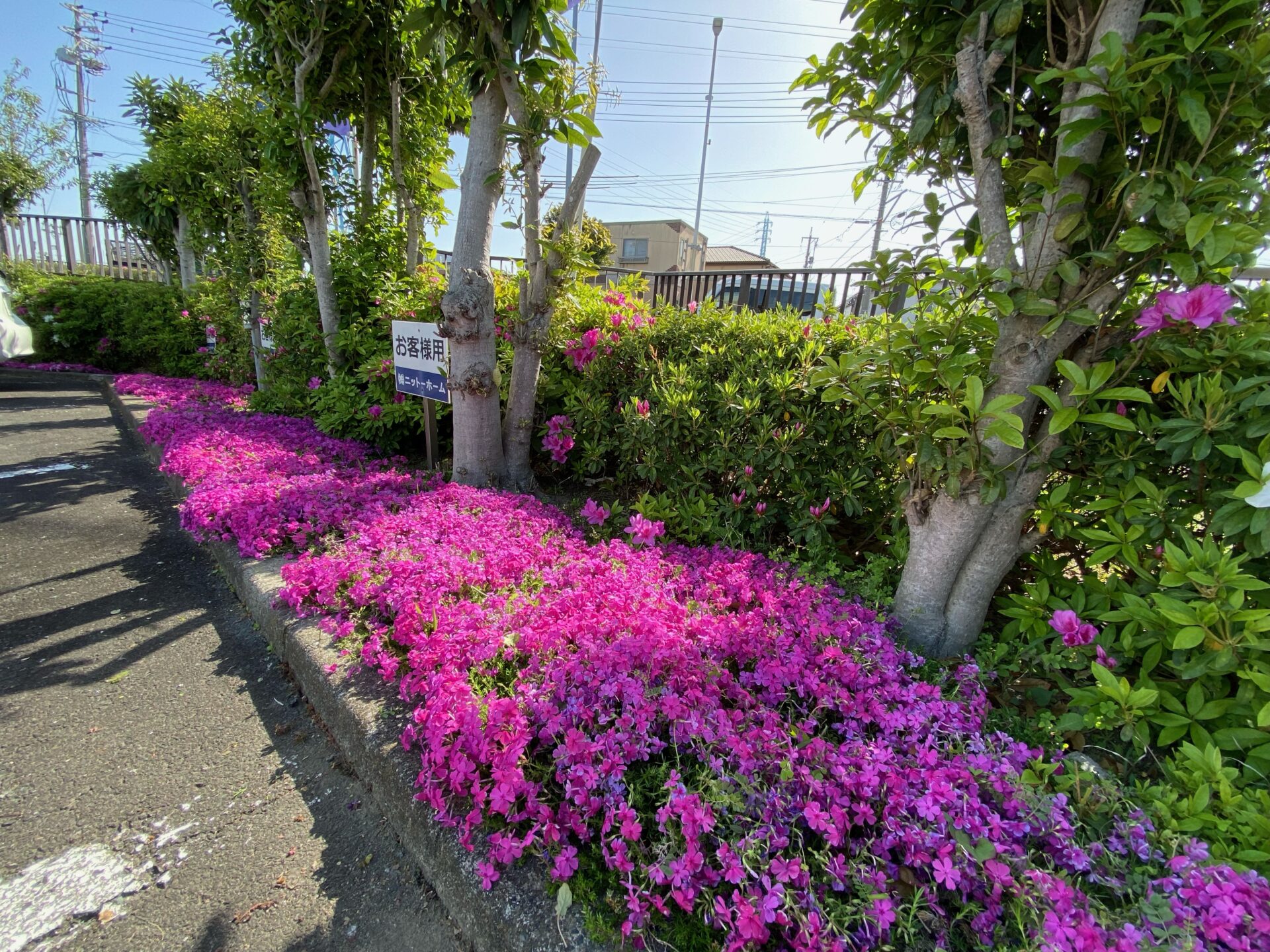 今年も芝桜きれいです♪＠浜松市南区工務店