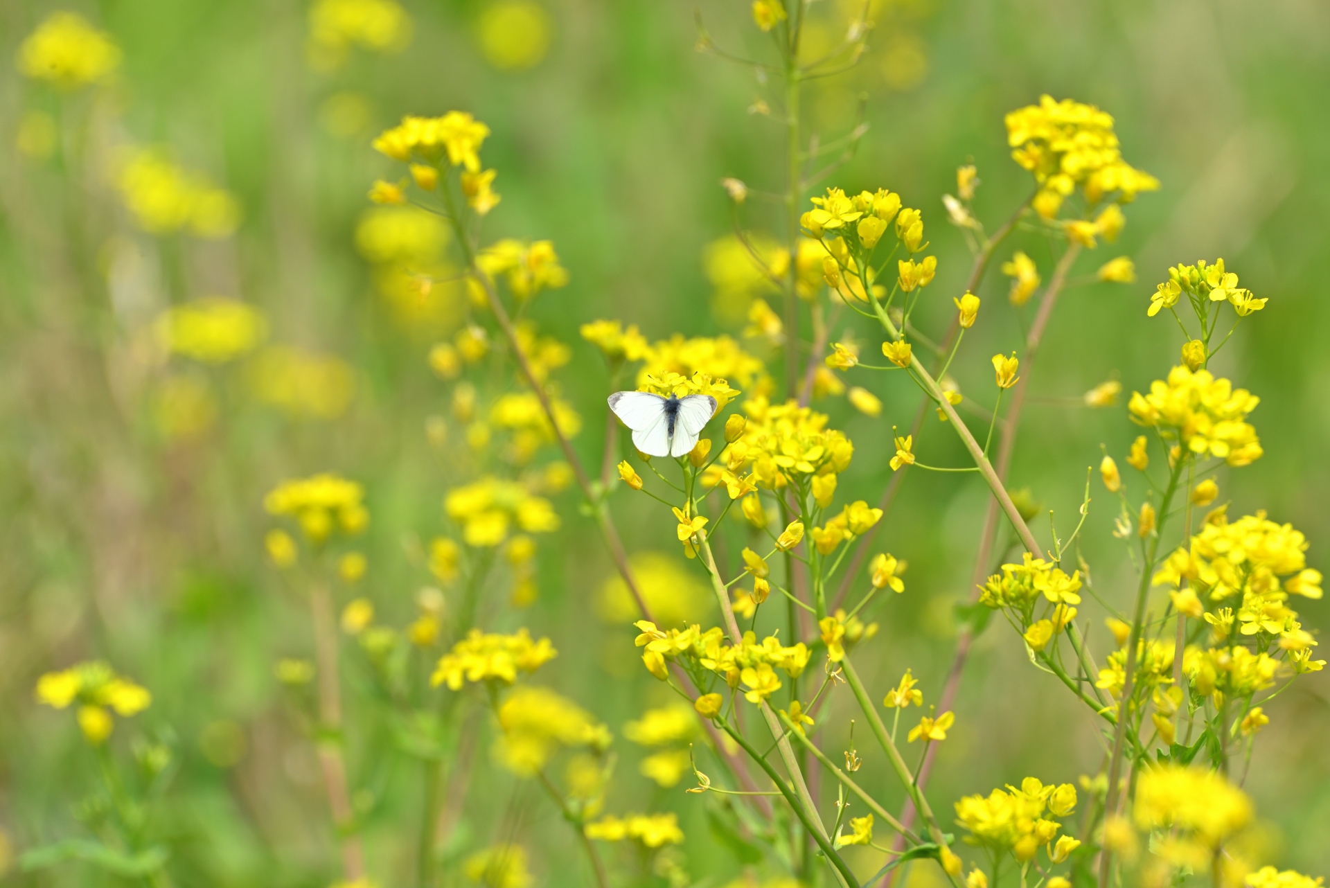 住まいの瓦版2026年春号発行＠浜松市中央区工務店