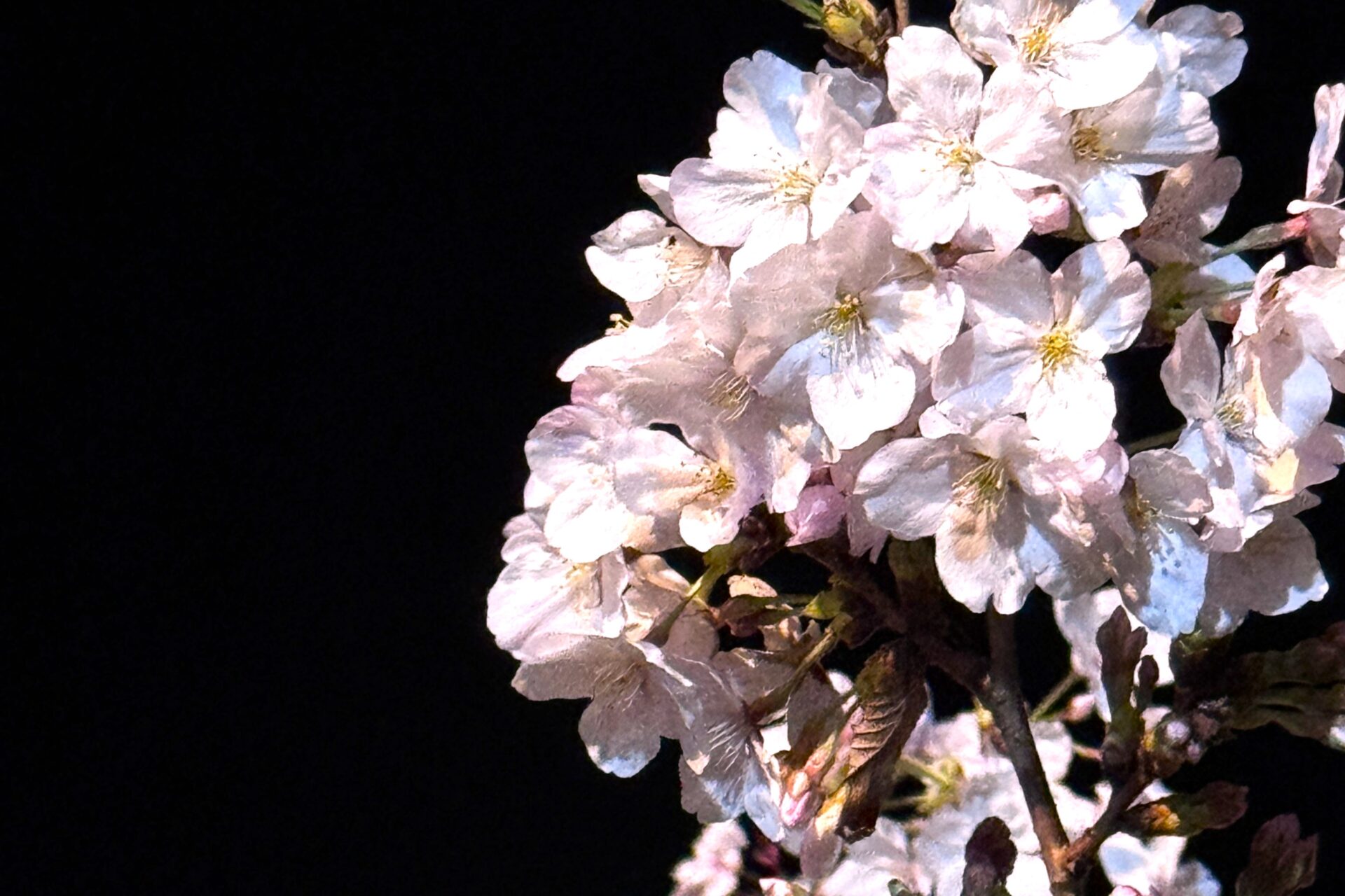 どこからともなく聞こえてくる鳴き声の正体は…